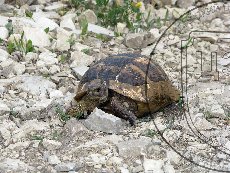 Черепаха Никольского (средиземноморская черепаха) 004